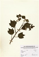 藏品(垂桉草)的圖片